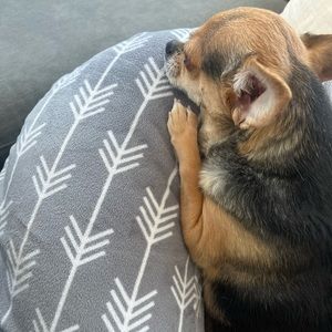 Meet your Posher, Rea